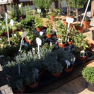 Ein Stand mit Kräuter auf dem Bauernmarkt im Schaufenster Fischereihafen