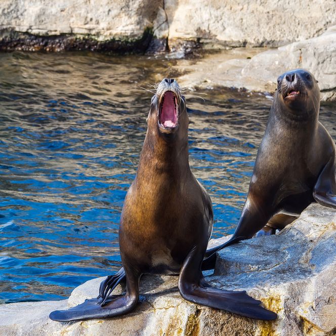 Zwei Seelöwen sitzen auf Felsen am Wasser, einer mit weit geöffnetem Maul, im Zoo am Meer in Bremerhaven.