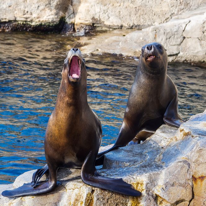 Zwei Seelöwen sitzen auf Felsen am Wasser, einer mit weit geöffnetem Maul, im Zoo am Meer in Bremerhaven.