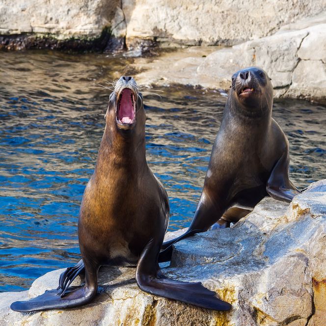 Zwei Seelöwen sitzen auf Felsen am Wasser, einer mit weit geöffnetem Maul, im Zoo am Meer in Bremerhaven.