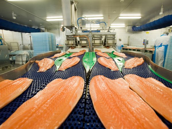 So sieht sie aus, die vierspurige „Lachs-Autobahn“ in Bremerhaven.