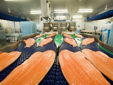 So sieht sie aus, die vierspurige „Lachs-Autobahn“ in Bremerhaven.