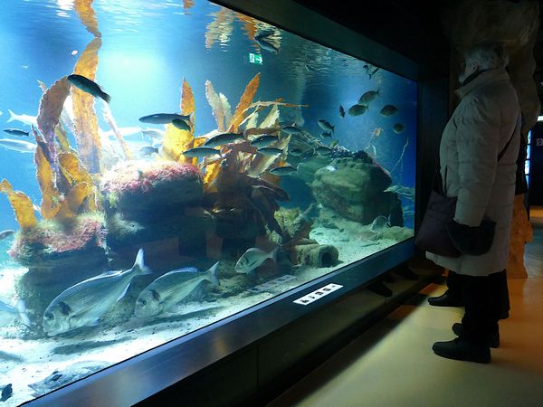 Zeigt eindrucksvoll die Unterwasserwelt von der Weser bis ins Skagerrak: das Nordsee-Aquarium im Bremerhavener Zoo am Meer.