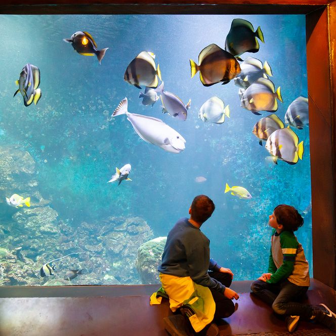 Zwei Kinder betrachten bunte tropische Fische durch ein großes Aquarium im Klimahaus Bremerhaven.