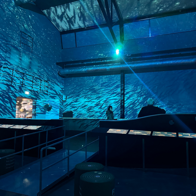 Besucher betrachten eine immersive Lichtprojektion mit schwimmenden Fischen im Raum des Fischbahnhofs.