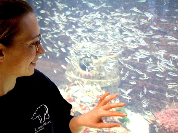 „Die Fische sehen uns hier draußen“ – Kuratorin Taissa Faust mit dem Schwarm aus Dreistachligen Stichlingen