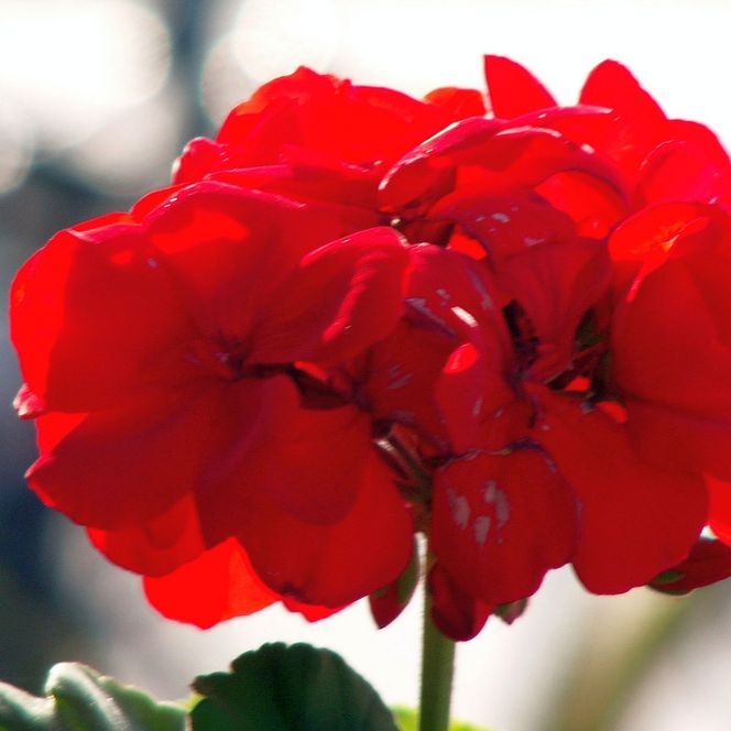 Rot blühende Blume im Bürgerpark Bremerhaven