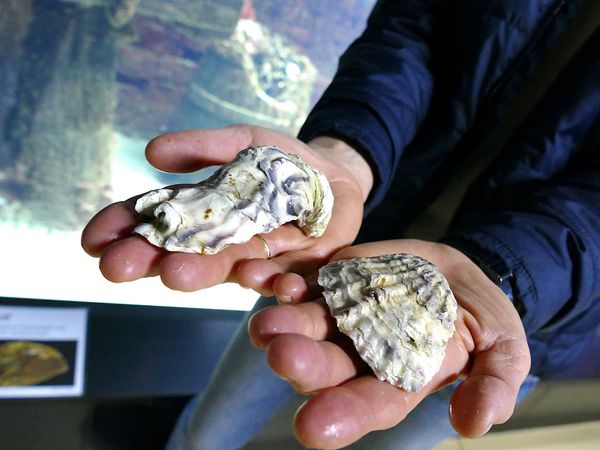 Wird wieder in der Deutschen Bucht angesiedelt: die ausgestorbene Europäische Auster (rechts), als Gegenpol zur eingewanderten Pazifischen Auster (links)