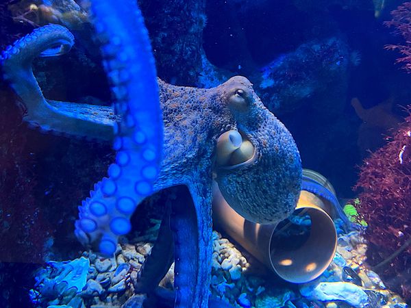 Beeindruckende Nähe im Aquarium: Auch Tintenfische finden sich wegen steigender Wassertemperaturen in immer größerer Zahl in der Nordsee. 