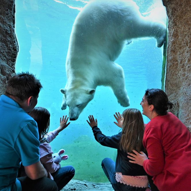 Familie betrachtet durch Glas einen schwimmenden Eisbären im Zoo am Meer Bremerhaven.
