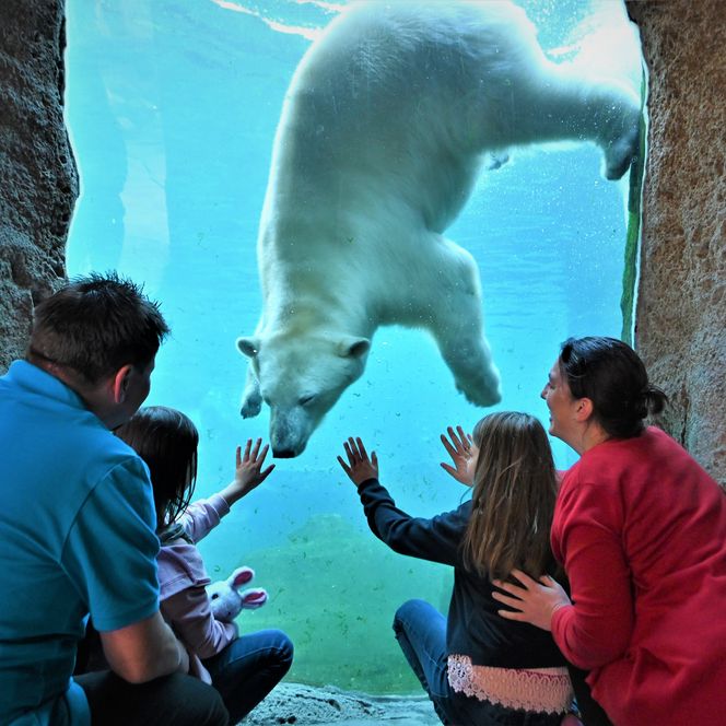 Familie betrachtet durch Glas einen schwimmenden Eisbären im Zoo am Meer Bremerhaven.