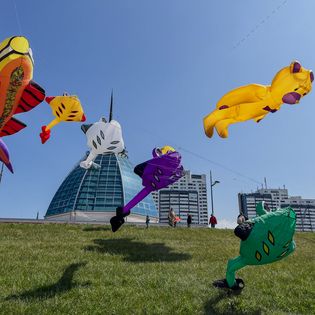 Drachenfest in Bremerhaven. Fliegende Drachen am Deich.