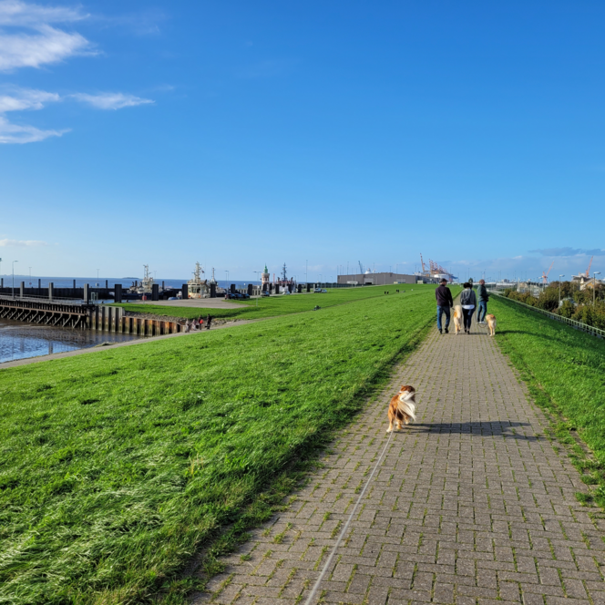 Spaziergänger mit Hunden auf der grünen Deichpromenade am Wasser, im Hintergrund Hafenanlagen.