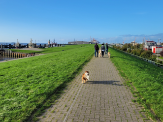 Spaziergänger mit Hunden auf der grünen Deichpromenade am Wasser, im Hintergrund Hafenanlagen.