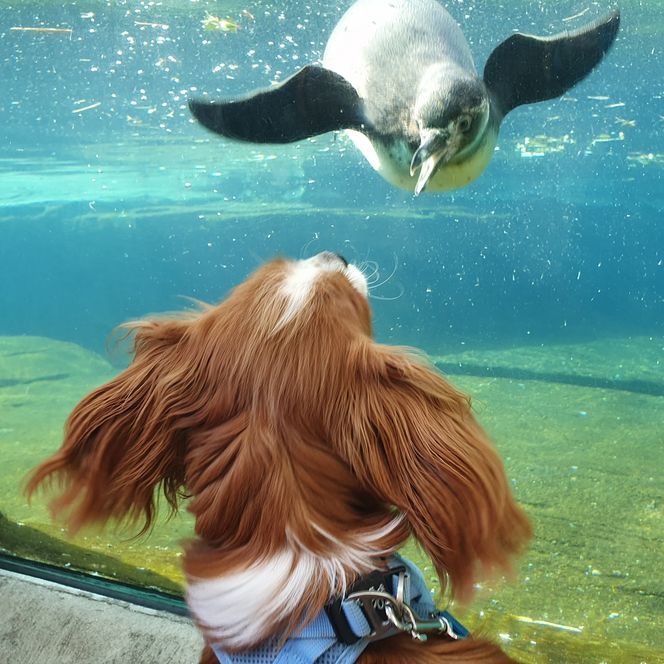 Hund blickt durch Glasscheibe auf schwimmenden Pinguin im Zoo am Meer in Bremerhaven.