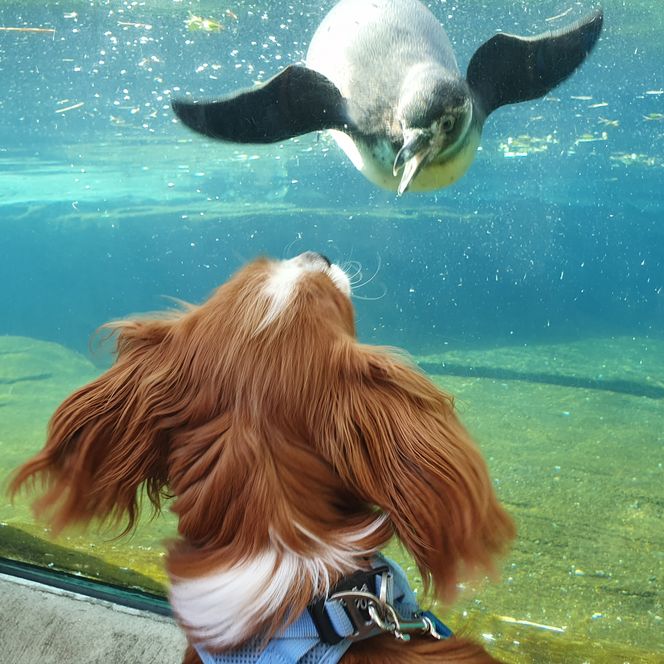 Hund blickt durch Glasscheibe auf schwimmenden Pinguin im Zoo am Meer in Bremerhaven.