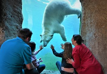 Eine Familie sitzt vor einer großen Glasscheibe. Dahinter schwimmt eine Eisbär