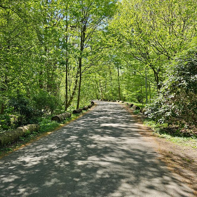 Ein ebener Asphaltweg mit Holzstämmen am Rand führt durch einen sonnigen, grünen Wald.