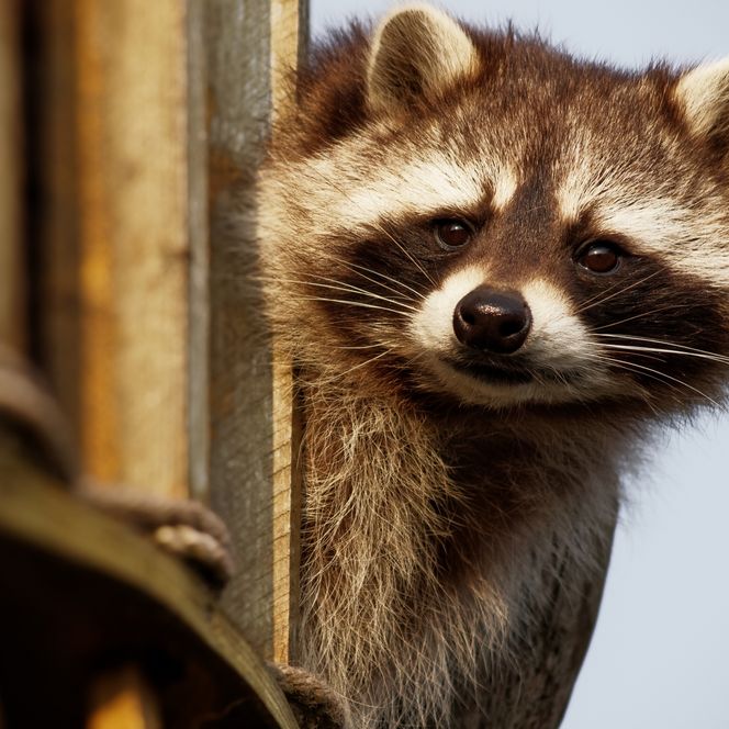 Waschbär blickt neugierig zwischen Holzbalken hervor, warmes Licht fällt auf sein Fell.