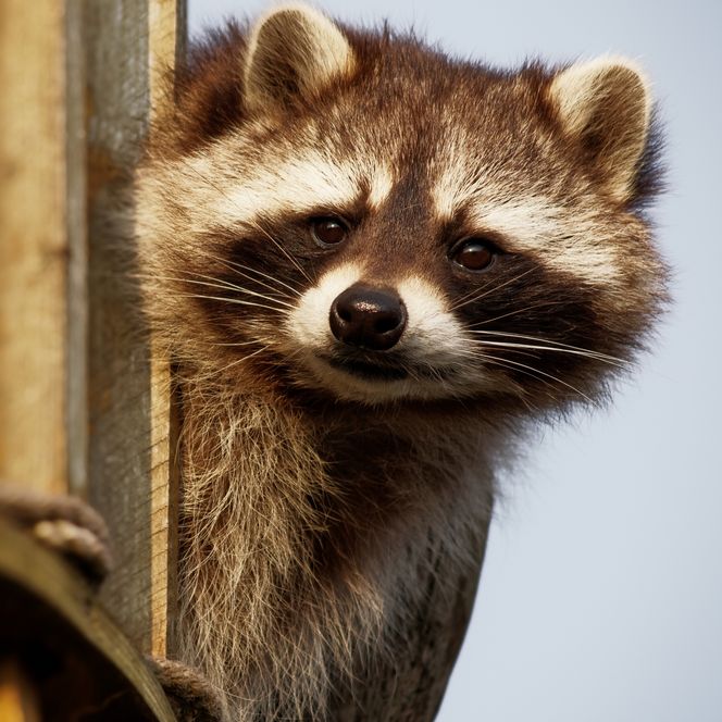 Waschbär blickt neugierig zwischen Holzbalken hervor, warmes Licht fällt auf sein Fell.