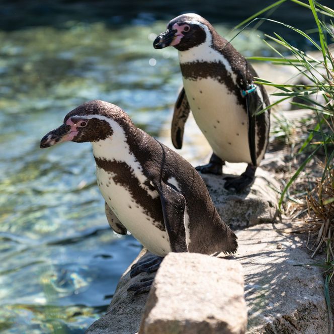 Zoo am Meer