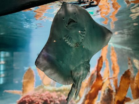 Ein Rochen gleitet an der Scheibe eines Aquariums im Zoo am Meer in Bremerhaven entlang.