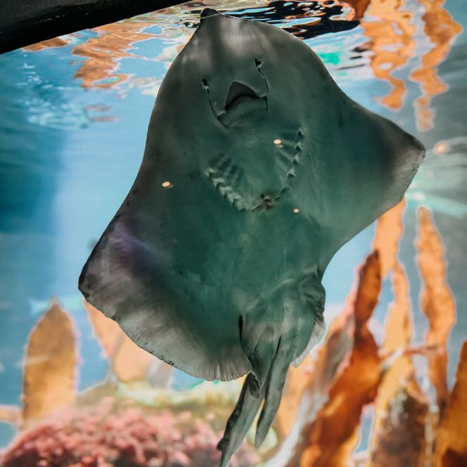 Ein Rochen gleitet an der Scheibe eines Aquariums im Zoo am Meer in Bremerhaven entlang.