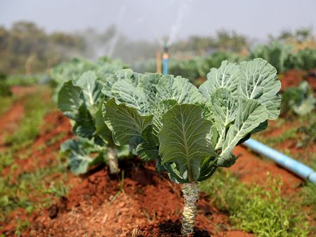 Röhrkohl