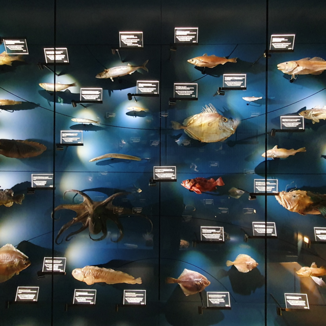 Beleuchtete Ausstellung mariner Fische und Meerestiere in Glasvitrinen in der Ausstellung Fischbahnhof 360 ° in Bremerhaven