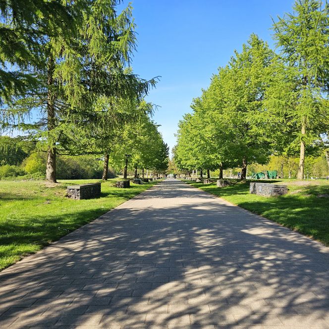 Allee der heilenden Bäume