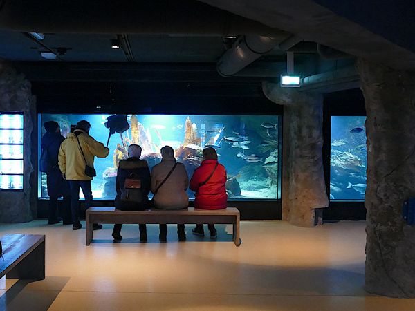 Faszinierende „Fenster zur Nordsee“ - die Aquarien im Zoo am Meer.