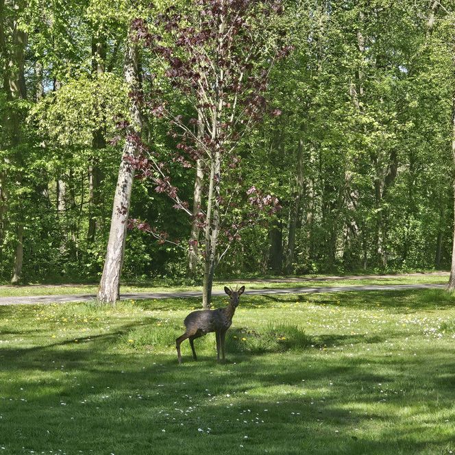 Ein Reh steht auf einer grünen Wiese vor Bäumen im Gesundheitspark Speckenbüttel.